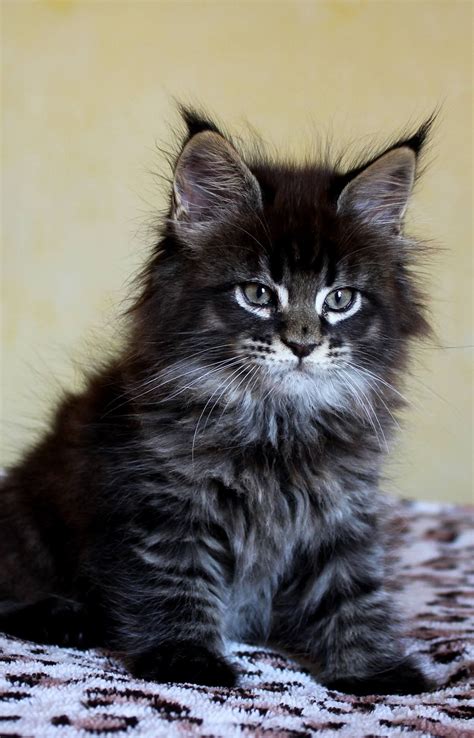 Brown Maine Coon Kitten The Most Affectionate Beautiful Cat Spoil