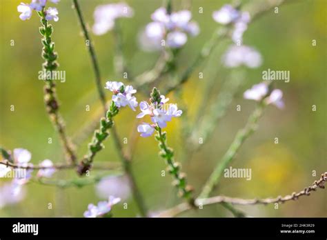 Common Vervain Verbena Officinalis In Bloom Gard France Stock Photo