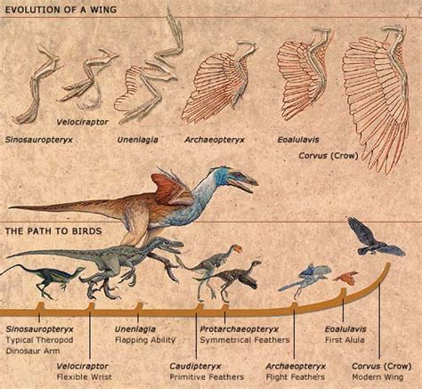Fossil Evidence Evidence For Evolution