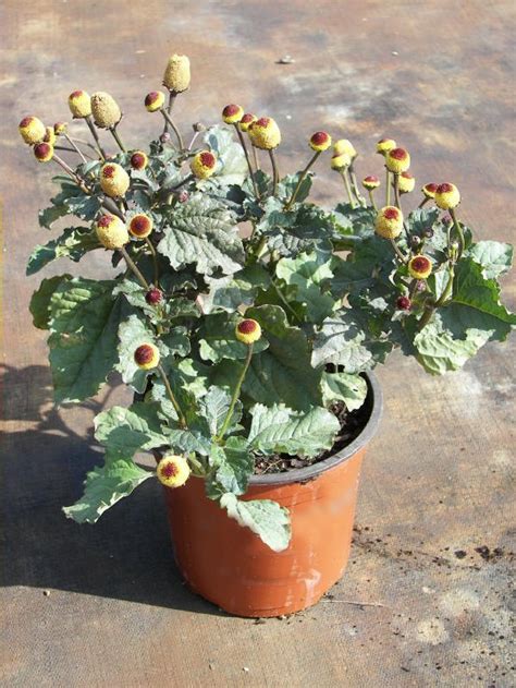 50 Toothache Plant Herb Spilanthes Acmella Seeds