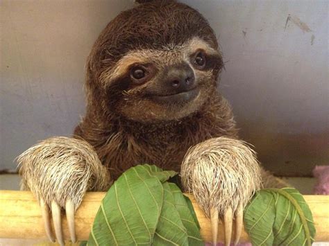 sloth sanctuary insider s tour cahuita costa rica