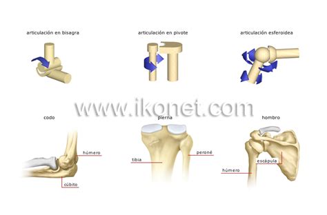 Ser Humano Anatomía Esqueleto Tipos De Articulaciones Sinoviales