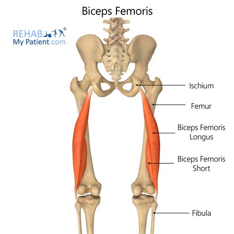 How To Workout Biceps Femoris Muscle