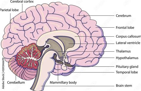 Schematic Vector Diagram Of A Brain With Labeled Parts Stock Vector