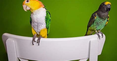 Photoshoot For My Photogenic Pet Parrots Album On Imgur