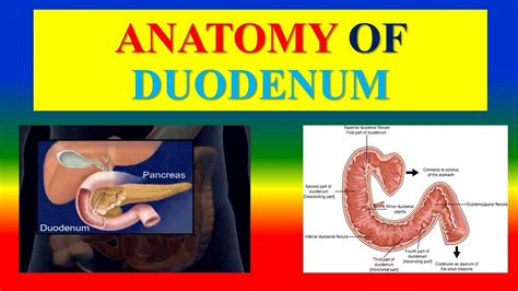 Anatomy Of Duodenum Digestive System Youtube