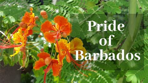 pride of barbados plant pride of barbados plants backyard plants