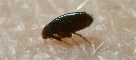 Not Sure What Fleas Look Like Identification Tips Abc Blog
