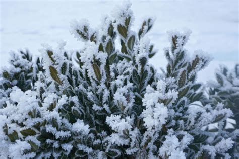 5 Beautiful Evergreens To Grow For Winter Interest In Your Yard