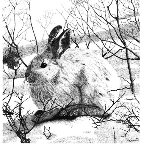 Snowshoe Hare By Stipplefreak On Deviantart