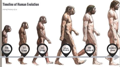 Human Evolution By Aydin Lusher On Prezi