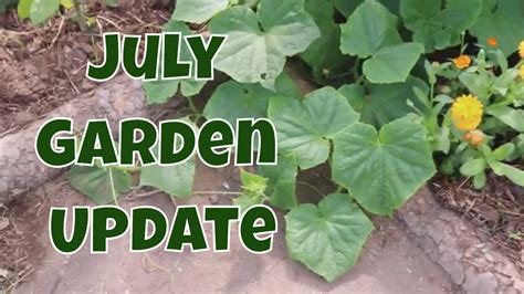 July Garden Update Companys Coming Youtube