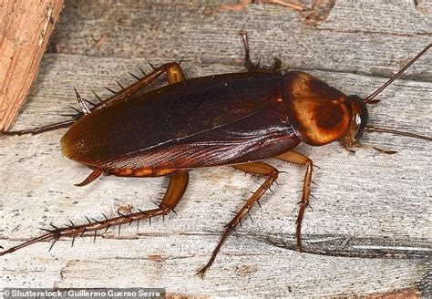 Invasion Of The Cockroaches Monster Beetles Storm Australian Homes Daily Mail Online