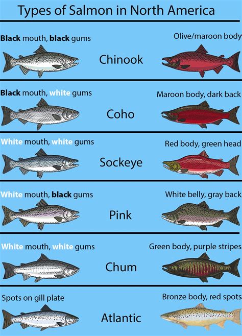 Types Of Salmon The Complete Guide Salmon Species Salmon Salmon