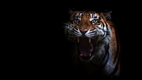 Photo Tigers Yawns Tongue Animal Glance Black Background