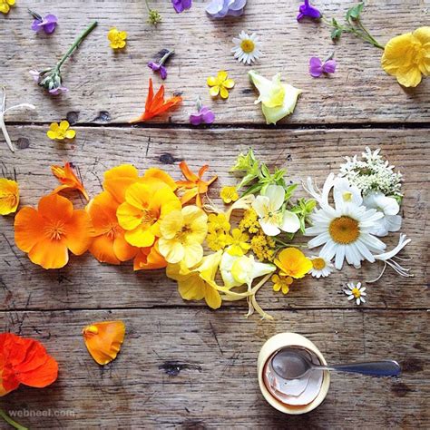 20 Beautiful Still Life Flower Photography Examples By Philippa Stanton