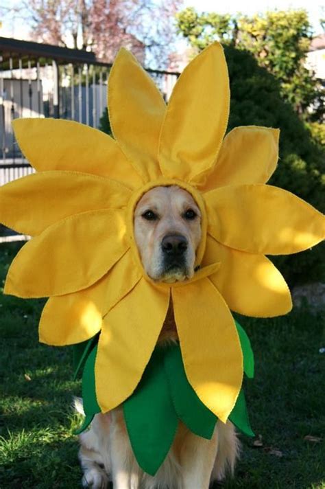 Sunflower Labrador Retriever Puppies Dogs Golden Retriever Golden