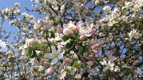 Rampicanti a fiore bianco pianta sempreverde con fiori bianchi. Piante con Fiori Bianchi