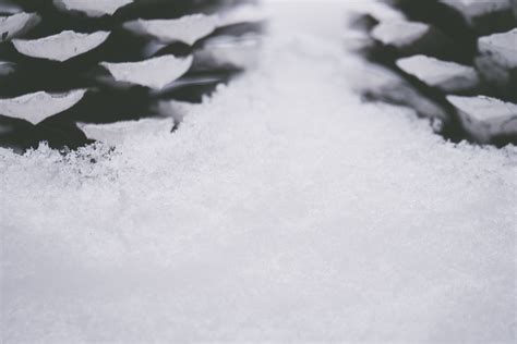 무료 이미지 화이트 하늘 동결 겨울 대기 현상 구름 나무 잎 지질 학적 현상 분기 서리 검정색과 흰색