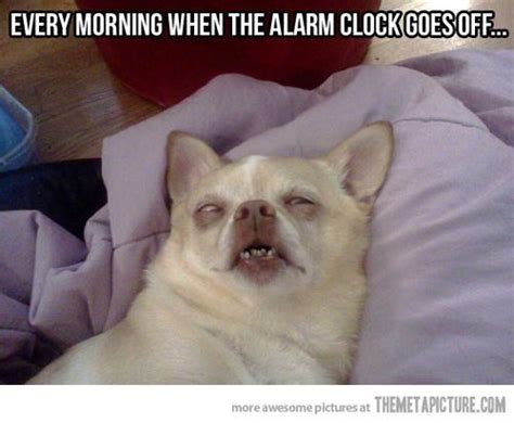 Lmao Im Pretty Sure This Is How I Look When I Wake Up Xd Funny Dogs