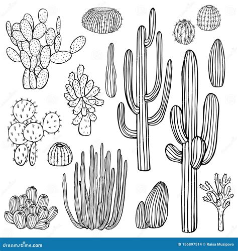 Desert Plants Cacti Vector Illustration Stock Vector Illustration