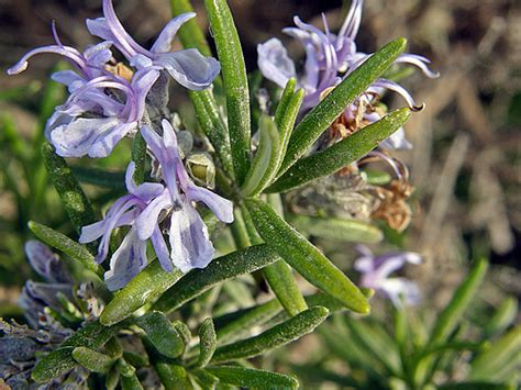 Cuban freestyle wrestler, world champion, won silver at. Aromaterapia » El romero