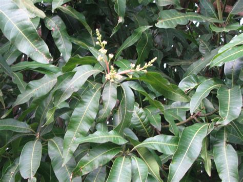 Tree identification by examining images of seeds and fruits. Mango Tree does not produce fruit (University: university ...