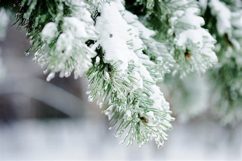 Premium Photo Close Up Photo Of Snow Covered Pine Trees