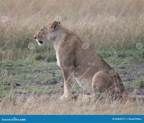 Sideview Closeup Of Lioness Sitting On Ground With Head Turned Toward