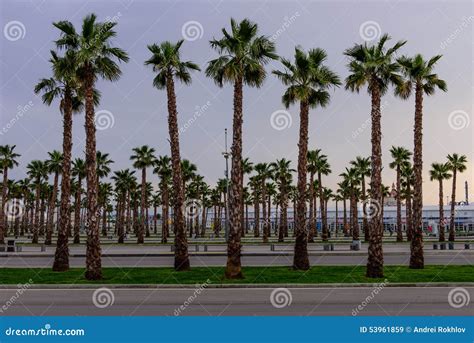 Palm Trees Stock Image Image Of Climate Heat South 53961859