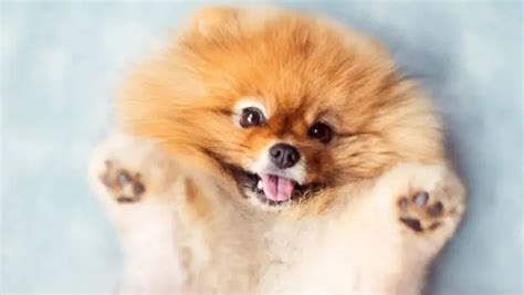 Funniest Pomeranian Puppies Video Compilation Puppies Club