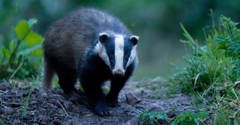 Badgers At Risk Of Extinction In Cornwall As Bovine Tb Cull Intensifies