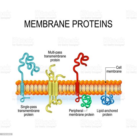 Transporters bind to a specific solute and undergo a series of. Membrane Proteins Stock Illustration - Download Image Now ...
