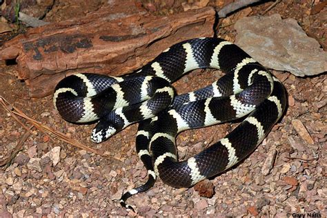 Commonly Encountered California Snakes