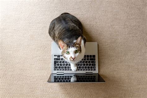 Funny Photos Of Cats Working From Home Readers Digest Canada