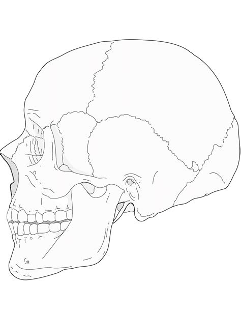 Human Skull Side View Coloring Page Colouringpages