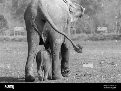 Una Elefante Hembra Con Su Beb Yendo A Caminar Al Centro De Crianza De