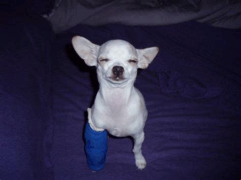 22 Dog Cast Pictures That Are Painfully Adorable