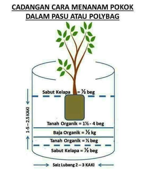 Panduan teknis budidaya durian segala jenis these pictures of this page are about:tanaman durian dalam pot. Limau Kasturi - 2019: 25 Jan 2018, Cara Menanam Pokok Di ...