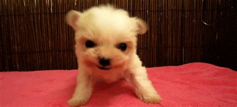 17 Super Cute Animals Trying To Look Tough Dose Of Funny