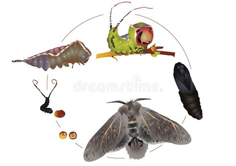 Life Cycle Of Puss Moth Stock Illustration Image Of Green 65765937
