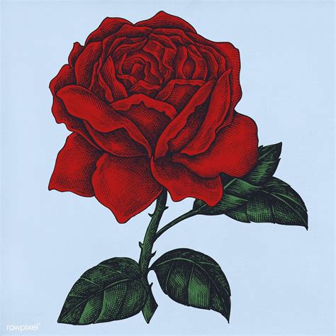 Download Premium Illustration Of Hand Drawn Fresh Red Rose 410985 Red
