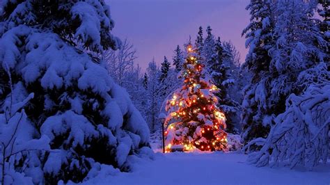 Christmas Tree Covered In Snow 4k Ultra Hd Wallpaper