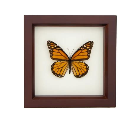 Framed Monarch Butterfly Danaus Plexippus Bug Under Glass