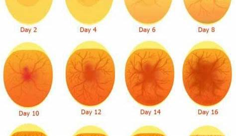 Pigeon Egg Candling Chart