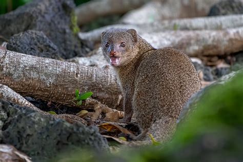 13 Magnificent Facts About Mongoose Fact City