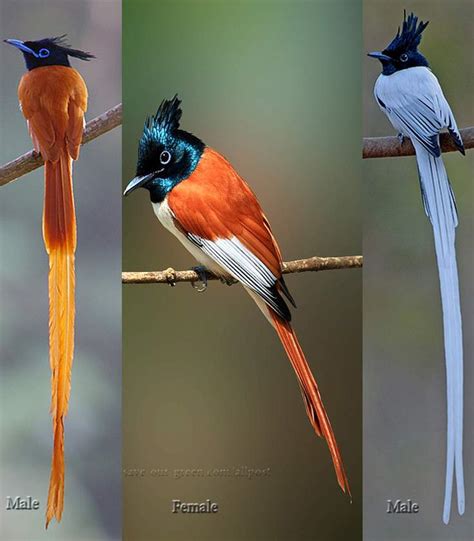 Asian Paradise Flycatcher Save Our Green