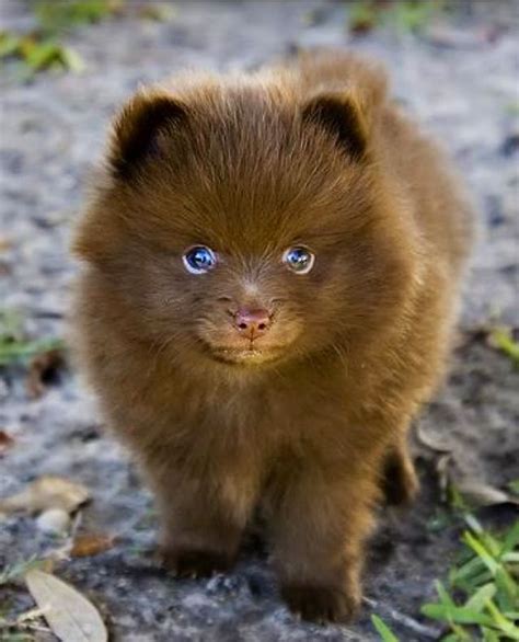 Looks Like A Little Bear Cute Animals Baby Animals Cute Dogs