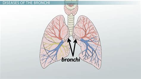 Bronchi Anatomy Function And Location Video And Lesson Transcript
