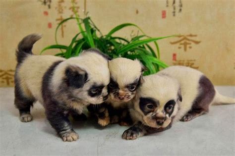 Keepin Babel At Bay Cutest And Very Adorable Panda Puppies